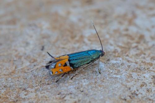 Réf. 288 065 : Lepidotarphius perornatella